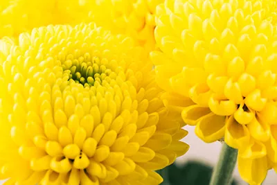 Three bright yellow chrysanthemums in a bouquet