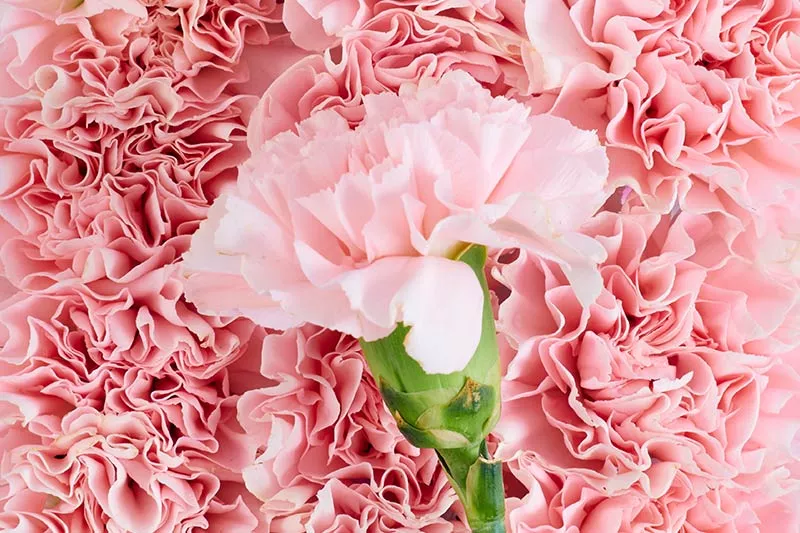 January birth flower pink carnations