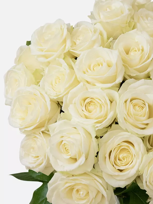 Detail of a bunch of Avalanche White Roses