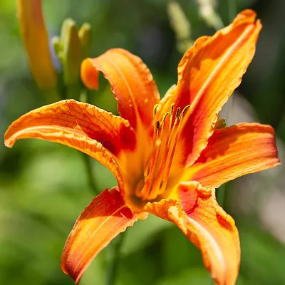 close up of a single orange Lilly