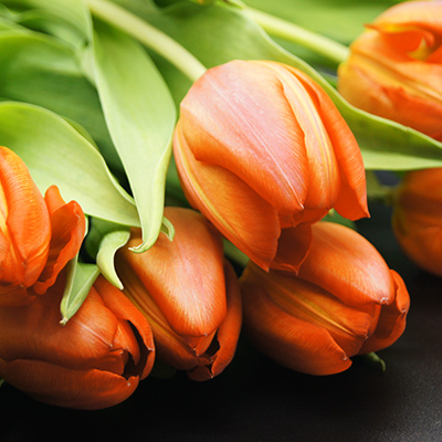 orange tulips in a bunch