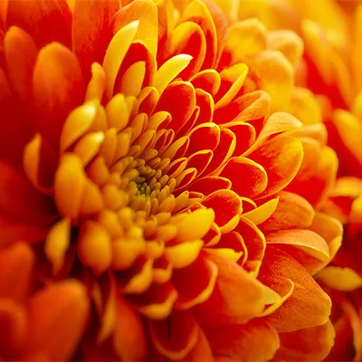 close up of an orange chrysanthemum flower