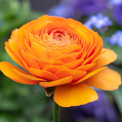 single orange ranunculus flower