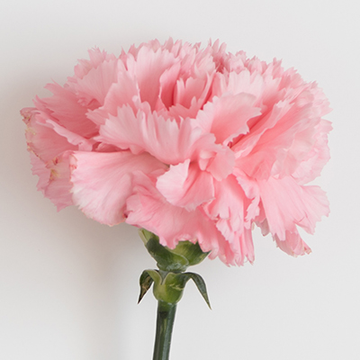 Single Pink Carnation flower