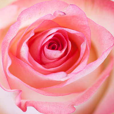 Close up photo of a single pink rose and its petals