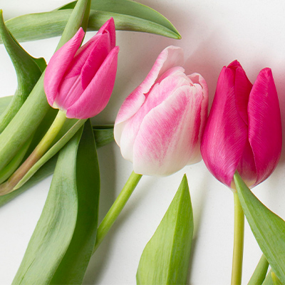 three pink tulips for a spring bouquet