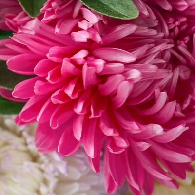 Close up of a single Pink chrysanthemum flower in a bunch of flowers