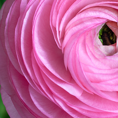 Close up of a Pink ranunculus flower
