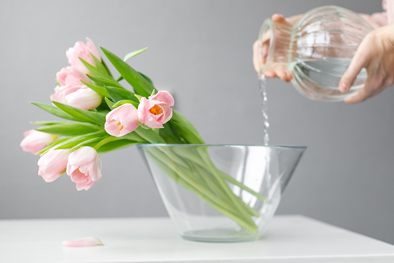 Woman soaking tulip flowers in water to extent the life of her bouquet