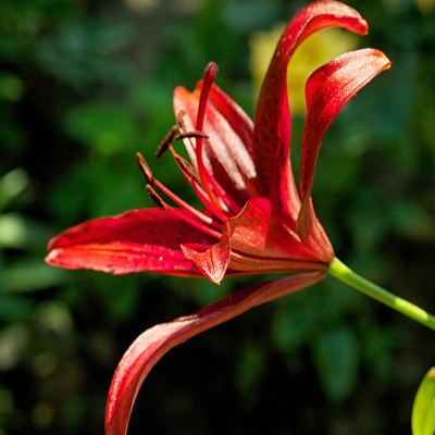 Single Red Lily flower in bloom