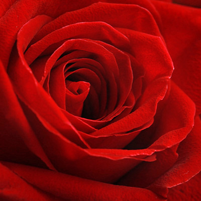 Close up shot of a single deep dark red romantic rose in bloom