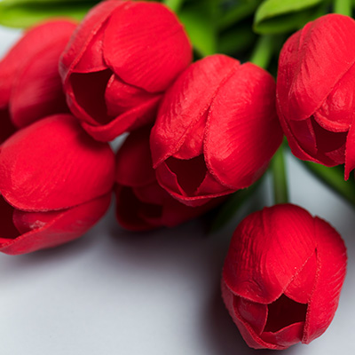 A bunch of seven red tulips lying on a white table