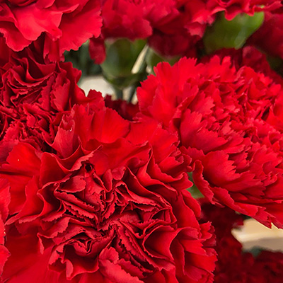 A bouquet of Red carnations