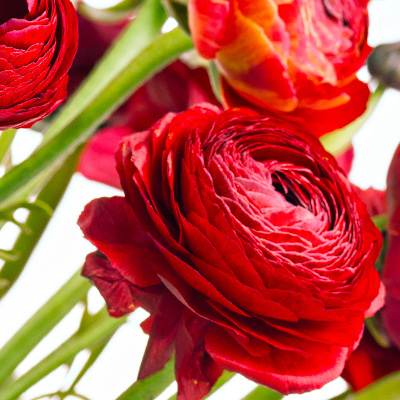 Red ranunculus flowers in a bouquet