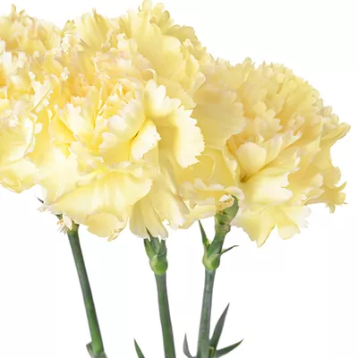 Three single stemmed Yellow Carnation flowers for a bouquet