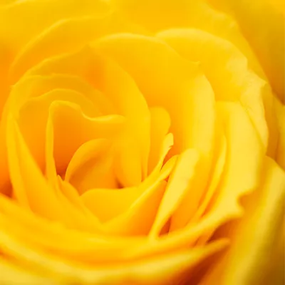Close up detail of a yellow rose in bloom