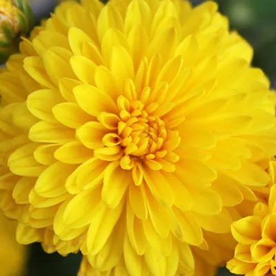 Detail of a yellow chrysanthemum flower in bloom