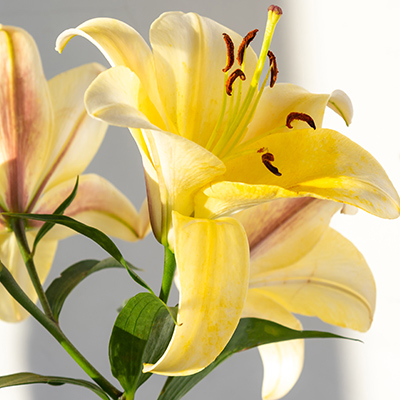 Five Oriental easter lilly flowers in a vase