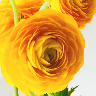 Yellow ranunculus flower in a bouquet flower arrangement
