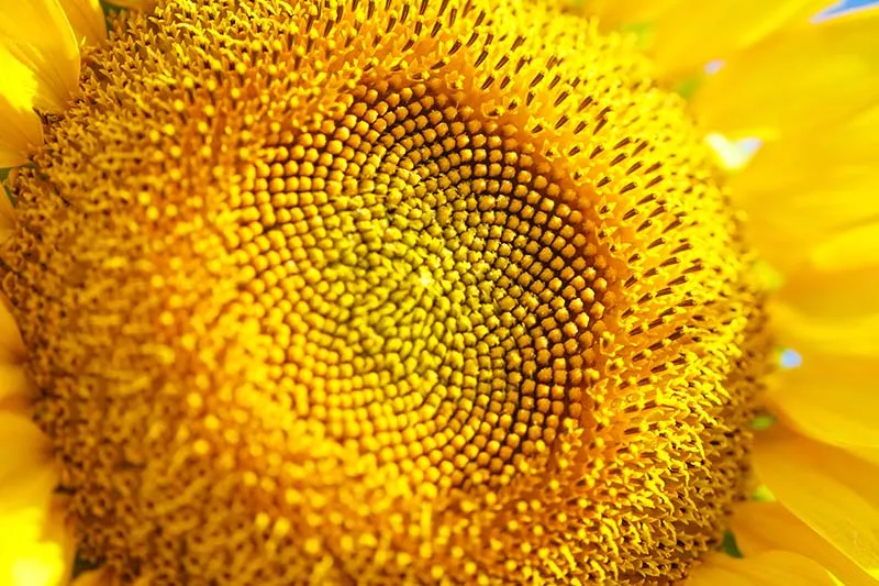 Close up detail of a yellow sunflower