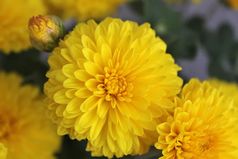 Close up of yellow chrysanthemum flowers