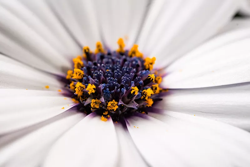 Close-up macro shot of daisy pollen and petals