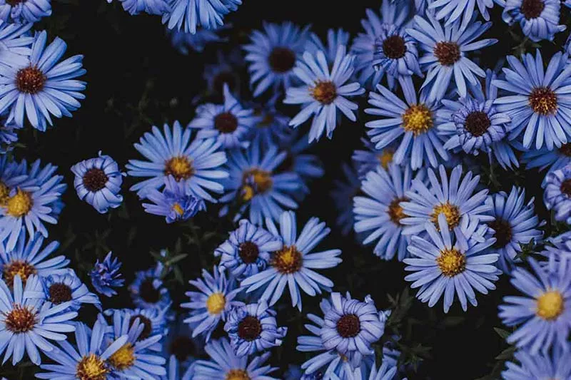 Birth flower September blue field of Aster daisy flowers in September