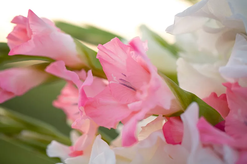 close up of Pink and white gladiolus flowers