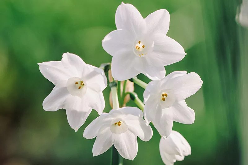 Five Paperwhite Narcissus flowers for December birth month