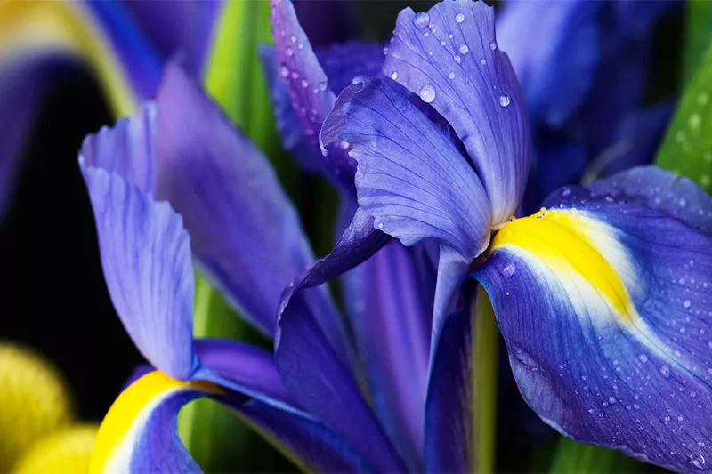 close up of a iris which is the birth month flower of February