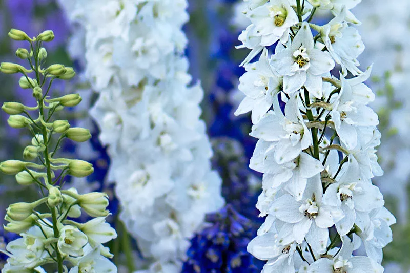 Cultivated Larkspur growing in July for bouquets and arrangements