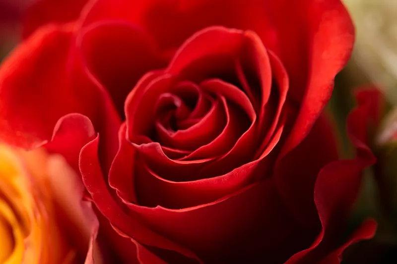 Close up shot of a single red rose