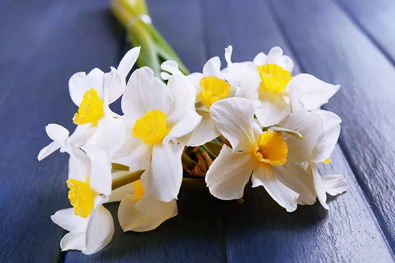 March birth flower bunch of white and yellow daffodil flowers