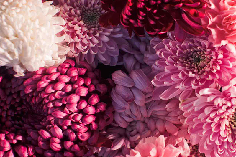 Close up Pink and Red Chrysanthemum flowers in a bouquet