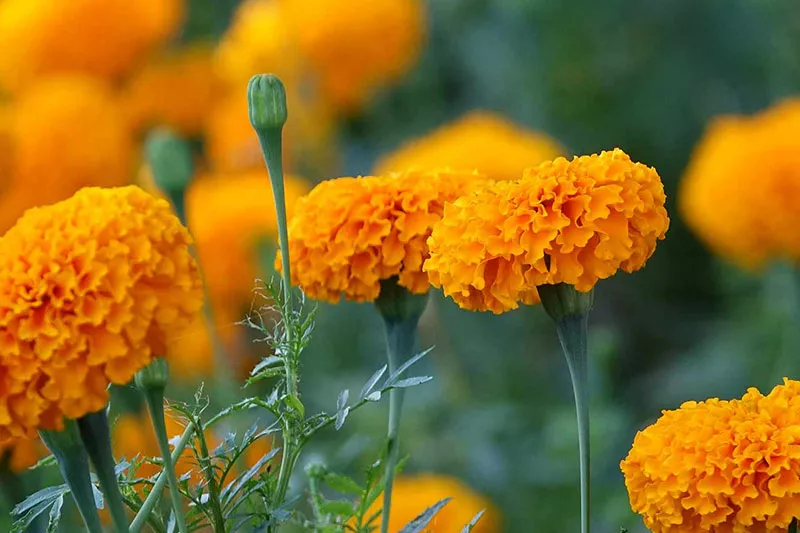 Golden marigolds October birth flower