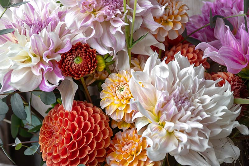 Close-up of a bouquet of fresh orange, pink and white flowers