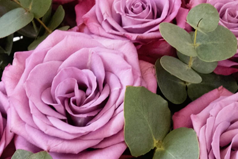Moody blues deep purple rose bouquet anniversary flowers