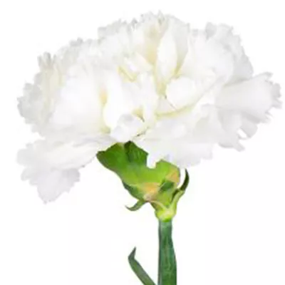 A single white carnation flower - a stunning addition to any white flower bouquet