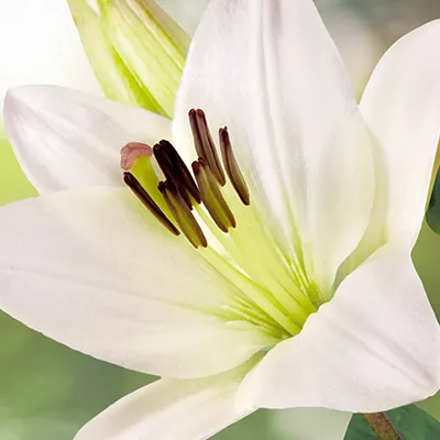 Close up of a white lily