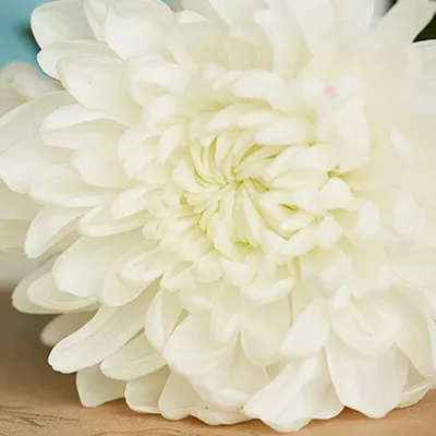 Close up of a single white chrysanthemum flower in bloom