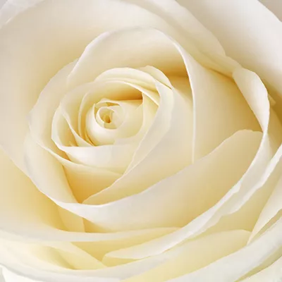 Close up of a white rose in bloom